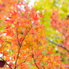 光いっぱいの紅葉