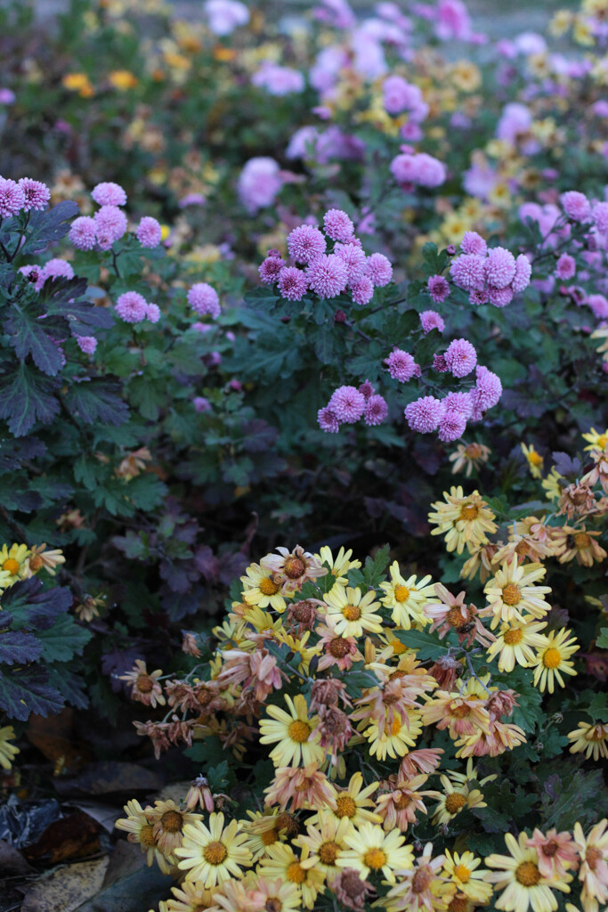 寒さに耐える菊