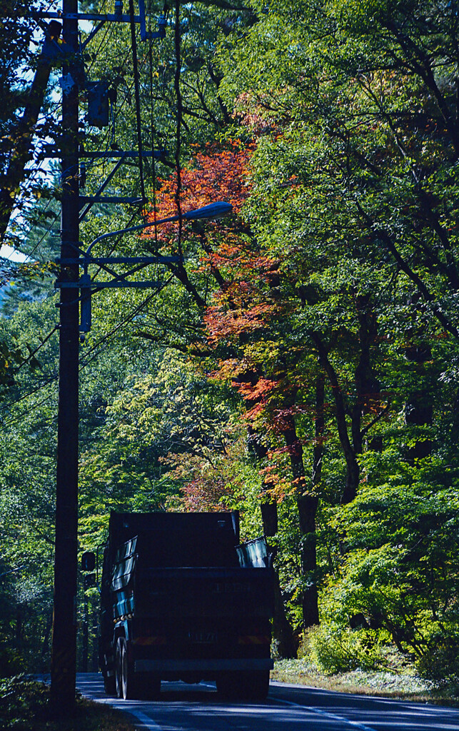ダンプと紅葉