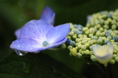 雨の中の紫陽花