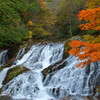 紅葉と魚帰りの滝