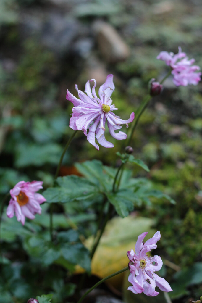 霜に降られ雨に打たれ