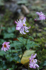霜に降られ雨に打たれ