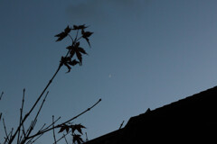 三日月と枯紅葉