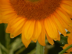 雨に濡れたひまわり