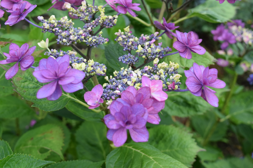 開花しましたね♪