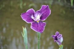 花菖蒲