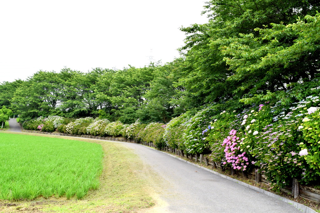 あじさいロード♪
