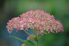 海外の紫陽花