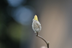 春の訪れ