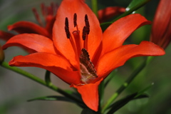 花と蝶