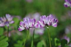 幸せの花