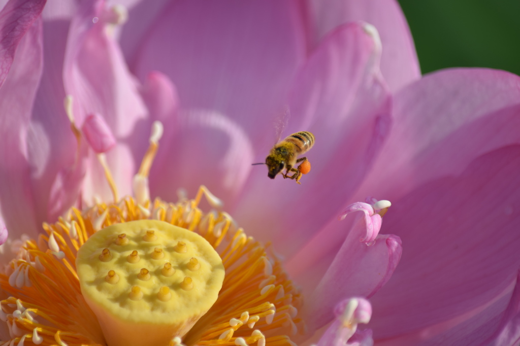 着陸態勢に入りました