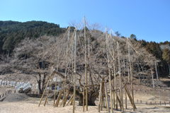 明日へ