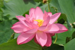 清らかな笑顔
