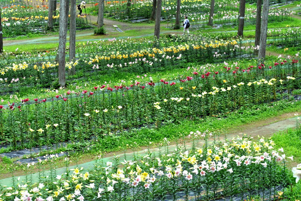 ゆり園