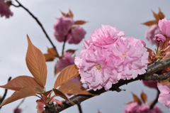 言葉を花束にして