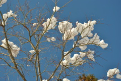 ボタン桜