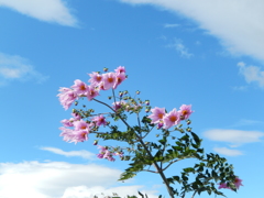 ガンバってます