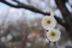 仲良し