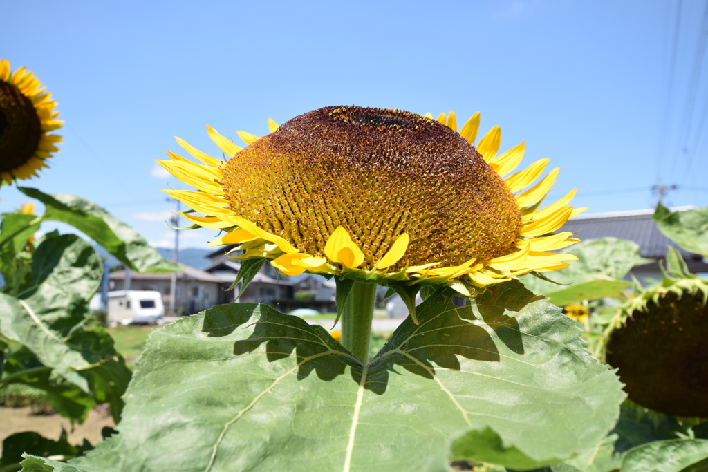 お山の大将