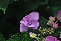 夢を与えてくれる　紫陽花