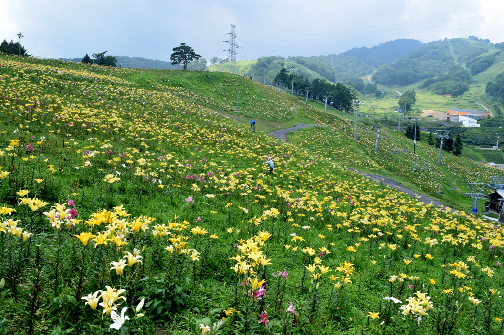 ゆり園