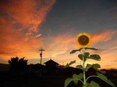 夕焼け空と向日葵