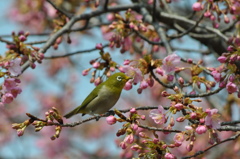 あまーい蜜求めて♪