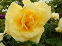 ぬれちゃったね