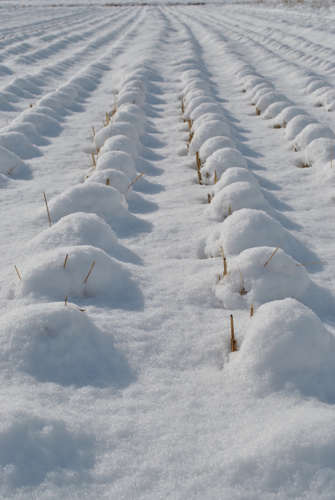 雪化粧
