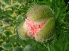 ギュッと