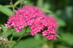 DSC_0040 (1)