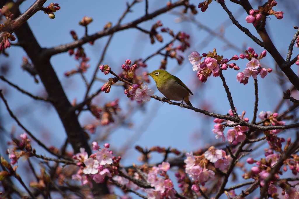ハシャギ回るメジロ