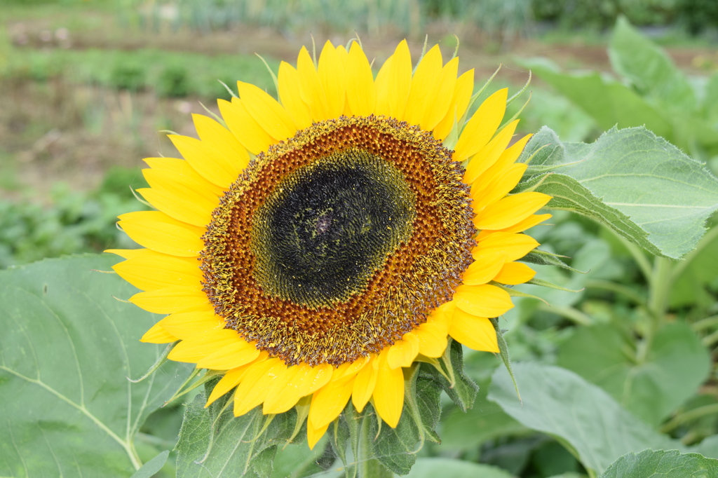 (^_^)／おはよー