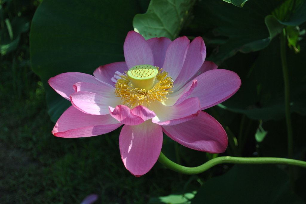 蓮花