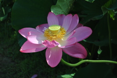 蓮花