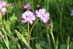 野に咲け蓮華草