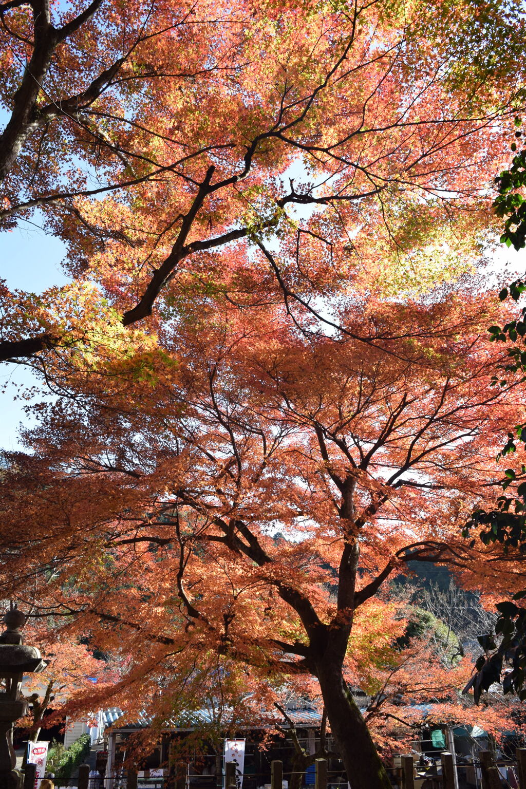 紅葉狩り