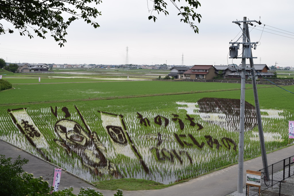 田んぼアート