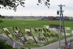 田んぼアート
