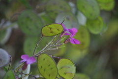 大判草