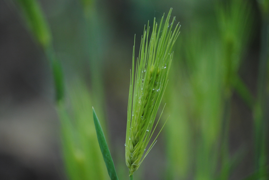 雨上がりのお散歩♪