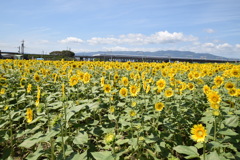 ドクターなら最高だけど（笑