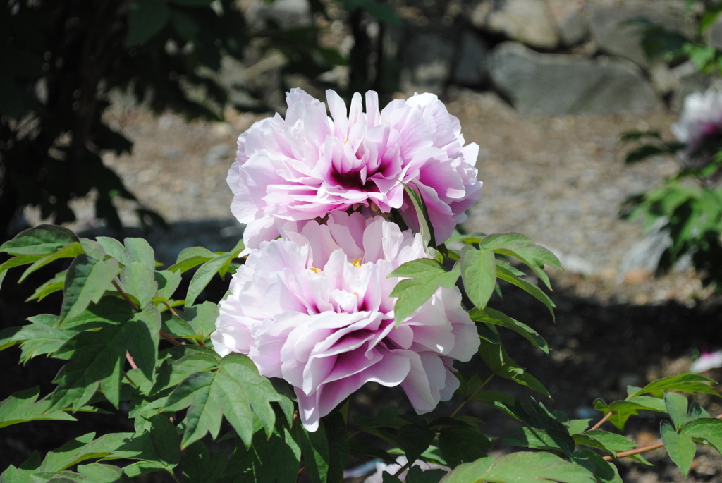 おんぶに抱っこ♪