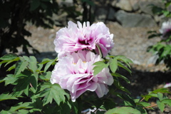 おんぶに抱っこ♪