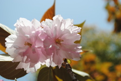 幸せの花