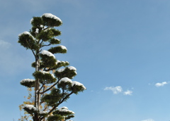 初雪
