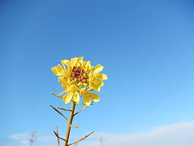 何の花？