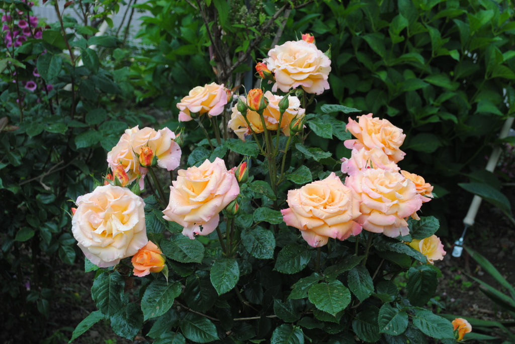 家族に囲まれて幸せ♪